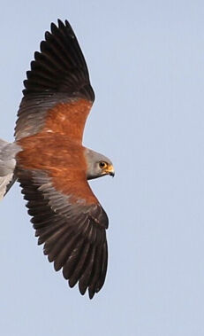 Birdwatching in Shirvan National Park