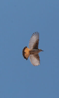 Birdwatching in Nakhchivan