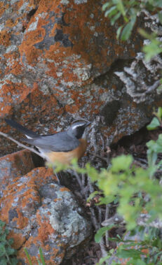 Birdwatching in the Talish Mountains