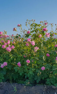 Zagatala land of roses