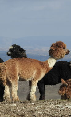 Şamaxı dağlarında safari macərası