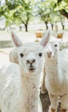 Find peace of mind at the Shamakhi alpaca farm