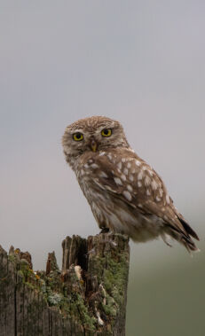 Birdwatching in Absheron National Park