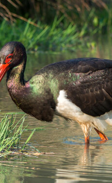 Birdwatching along the Nabran coastline