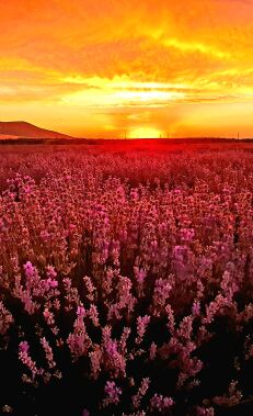 Qəbələdə Lavanda tarlalarını ziyarət edin