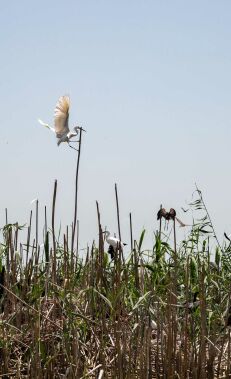 Explore Lankaran's nature reserves