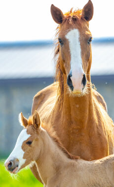 Horse riding in Baku