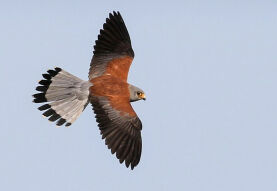 Birdwatching in Azerbaijan