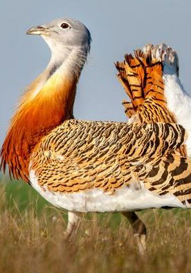 Birdwatching in Azerbaijan