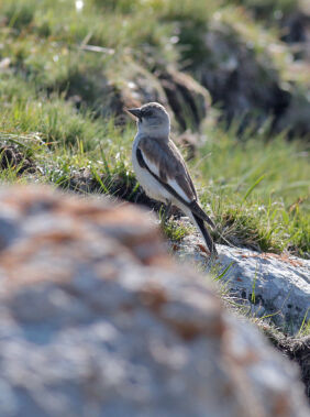 Birdwatching in the Caucasus Mountains