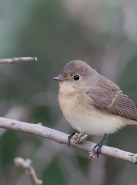 Birdwatching in Gizil Aghaj National Park