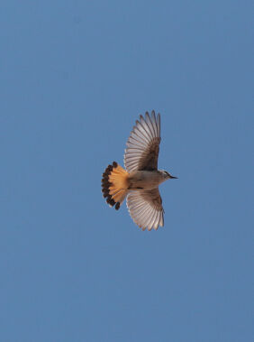 Birdwatching in Nakhchivan