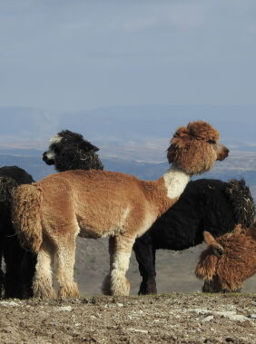 Şamaxı dağlarında safari macərası