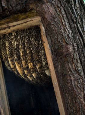 Visit a honey haven  in Lekit village