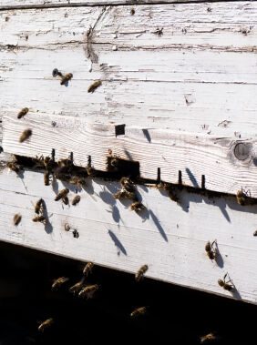 Learn honey making in Ivanovka village