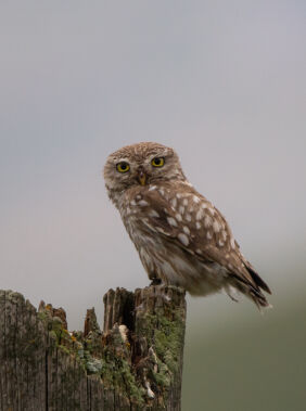 Birdwatching in Absheron National Park