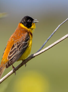 Birdwatching in Altiaghaj  National Park