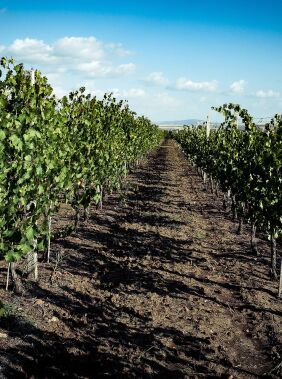 Gabala Wine