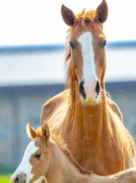 Horse riding in Baku