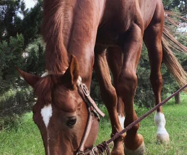 Cidir Riding Club