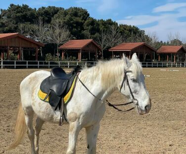 Omar Riding Club