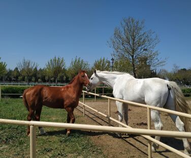 Omar Riding Club