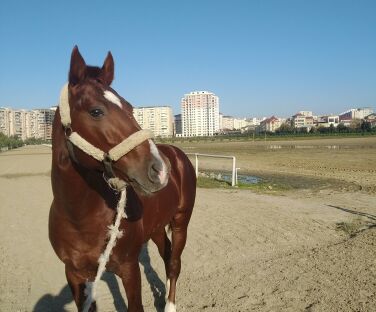 Cidir Riding Club