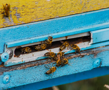 Honey House in Lekit Village