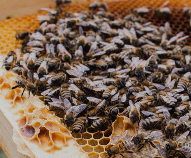 Honey House in Lekit Village