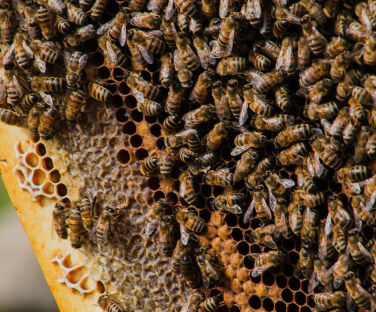 Honey House in Lekit Village